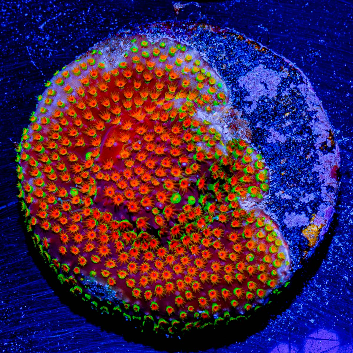 Loony Toons Stylostinellia 