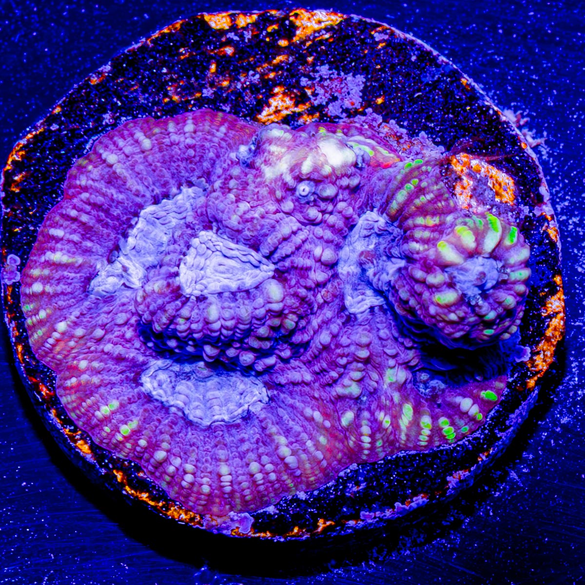 Pink Dumbo Favia 