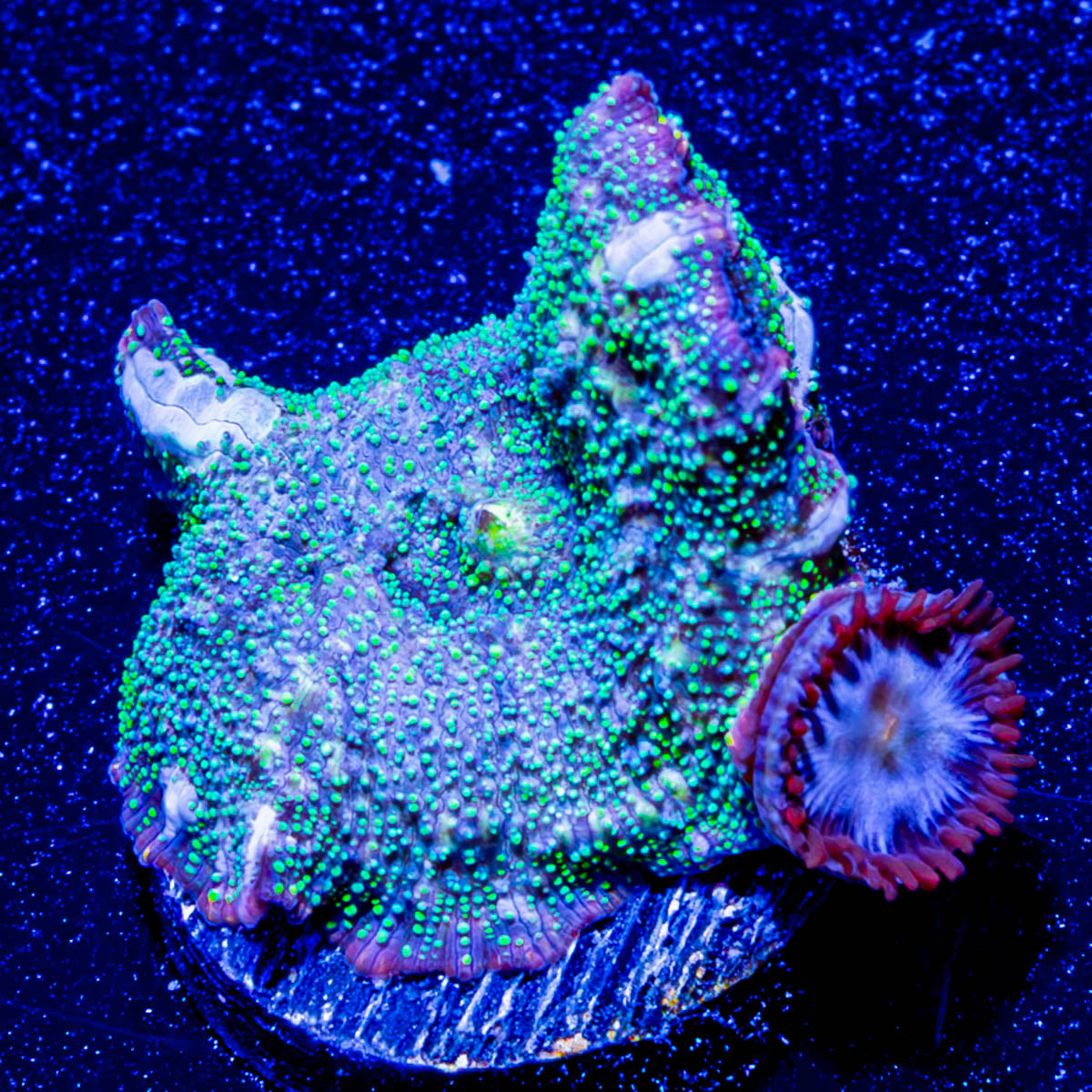 Lunar Interstellar Mushroom