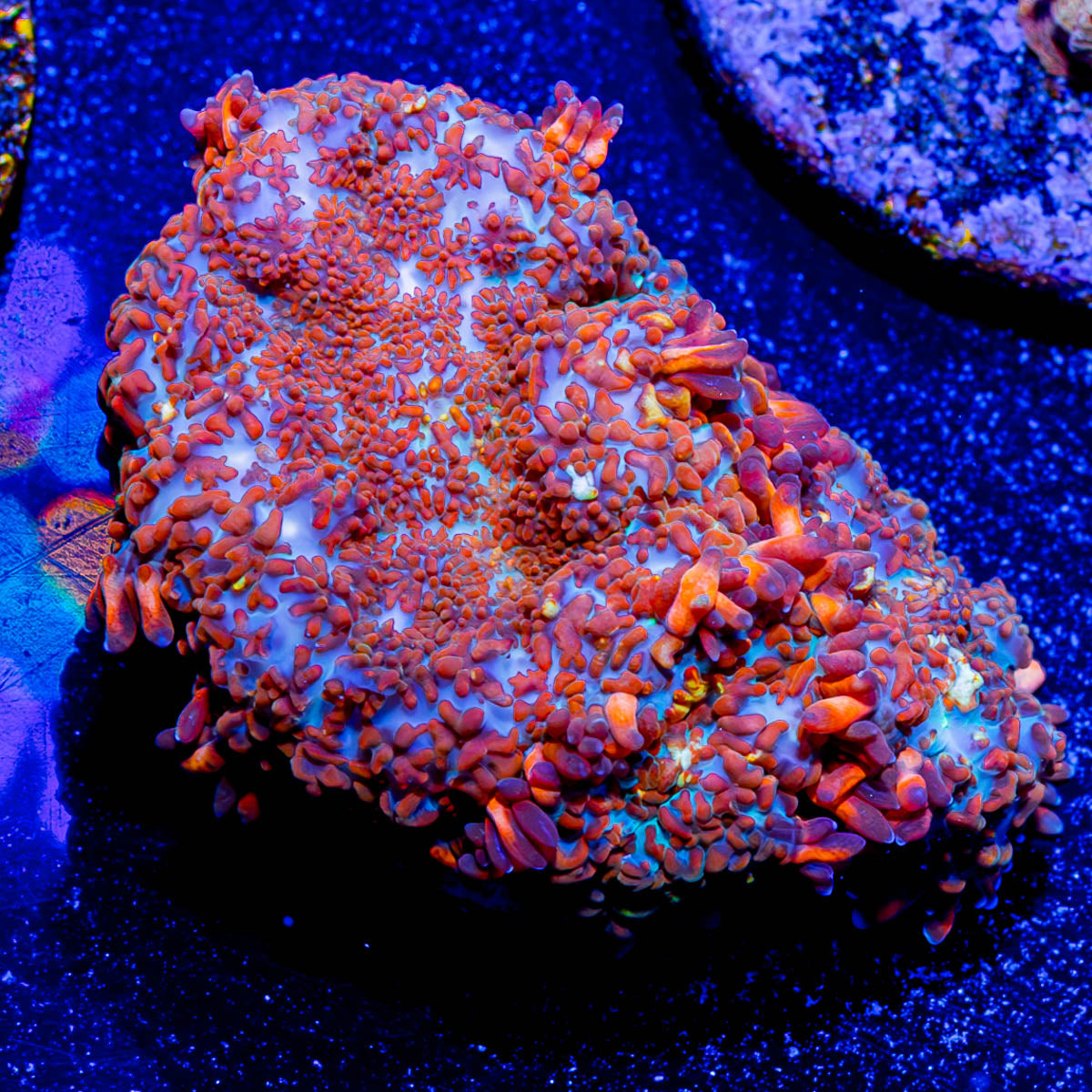 Fireball mushroom Rhodactis 