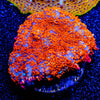Fireball mushroom Rhodactis 