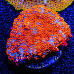 Fireball mushroom Rhodactis 