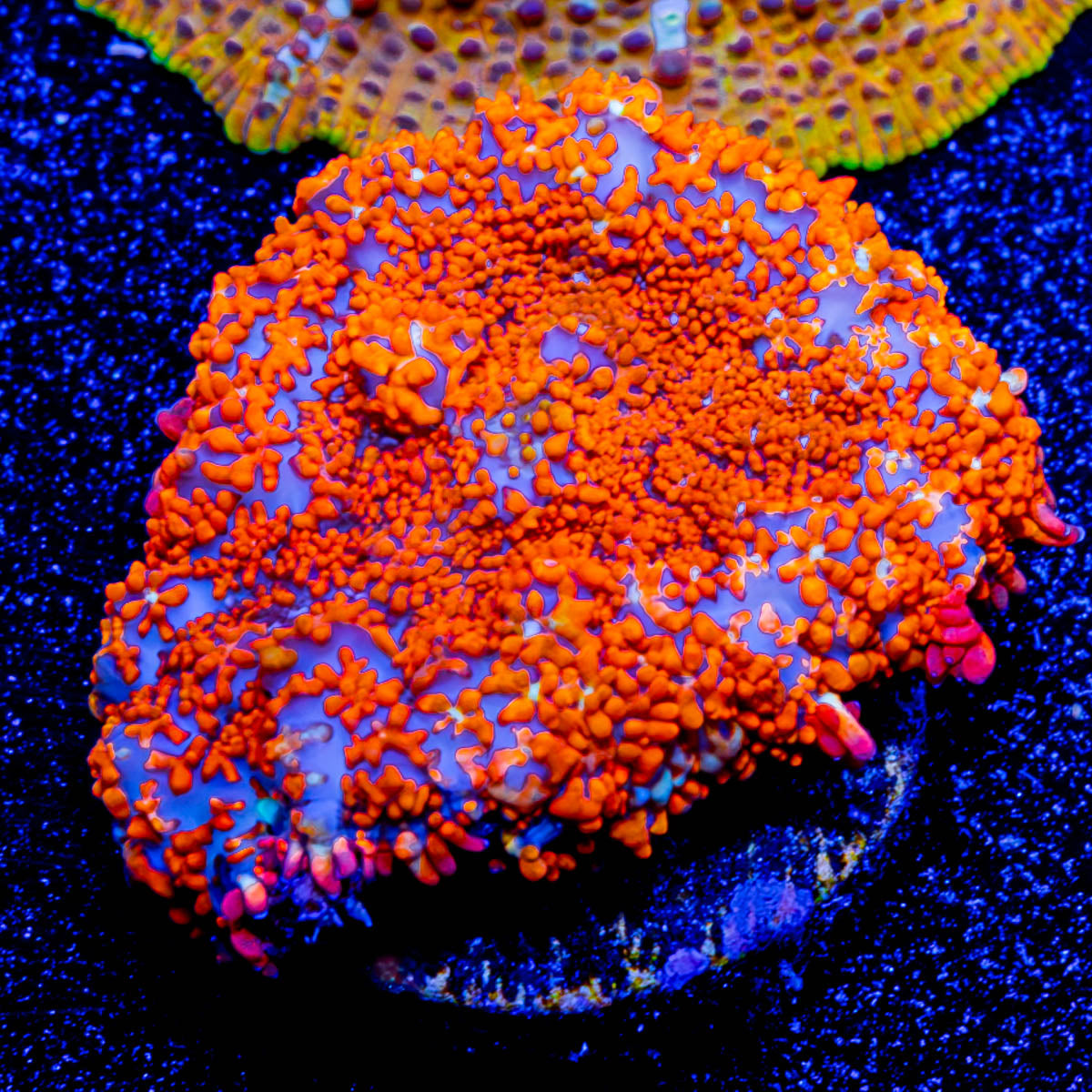 Fireball mushroom Rhodactis 