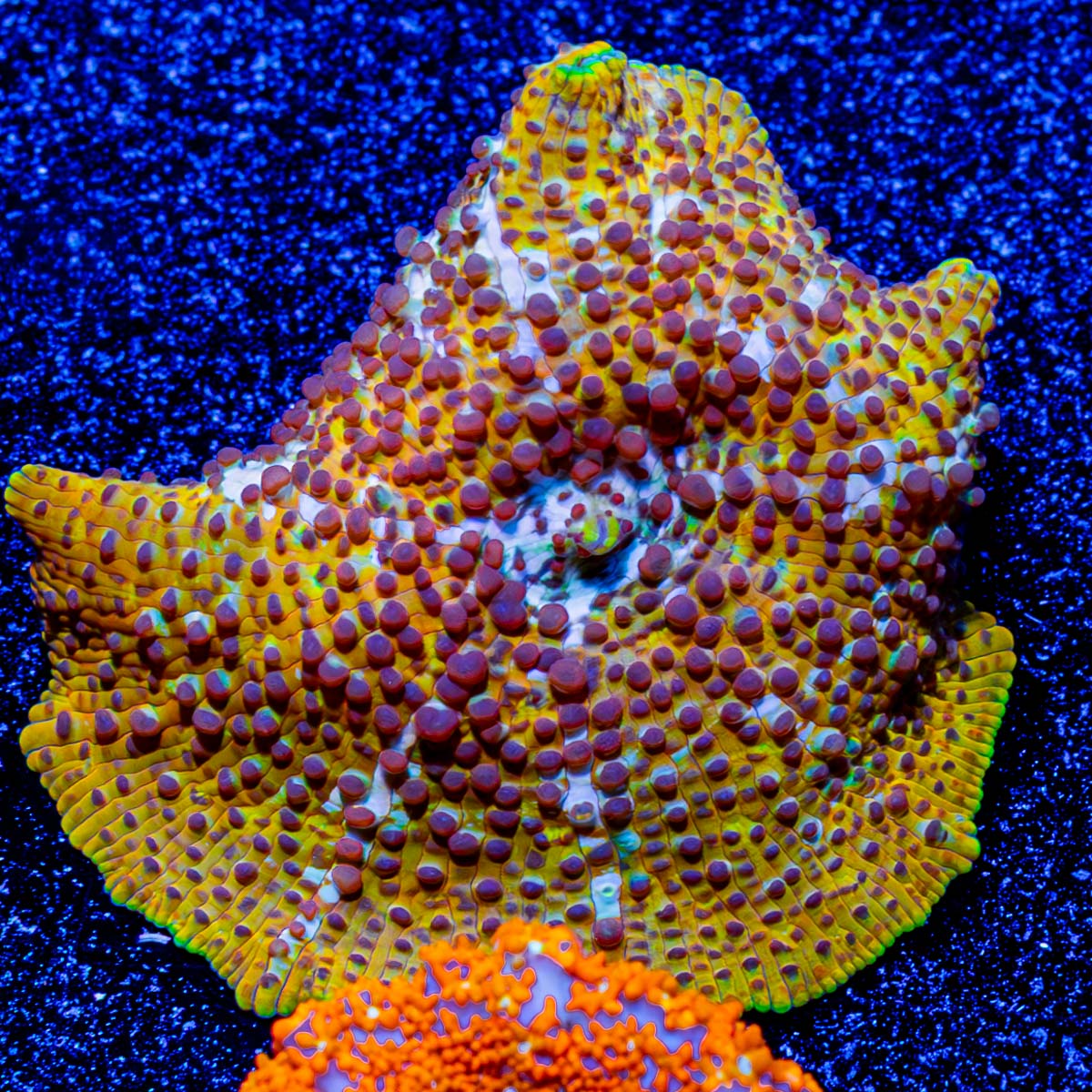 Leopard Mushroom 