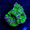 Green Micromussa / Acan 