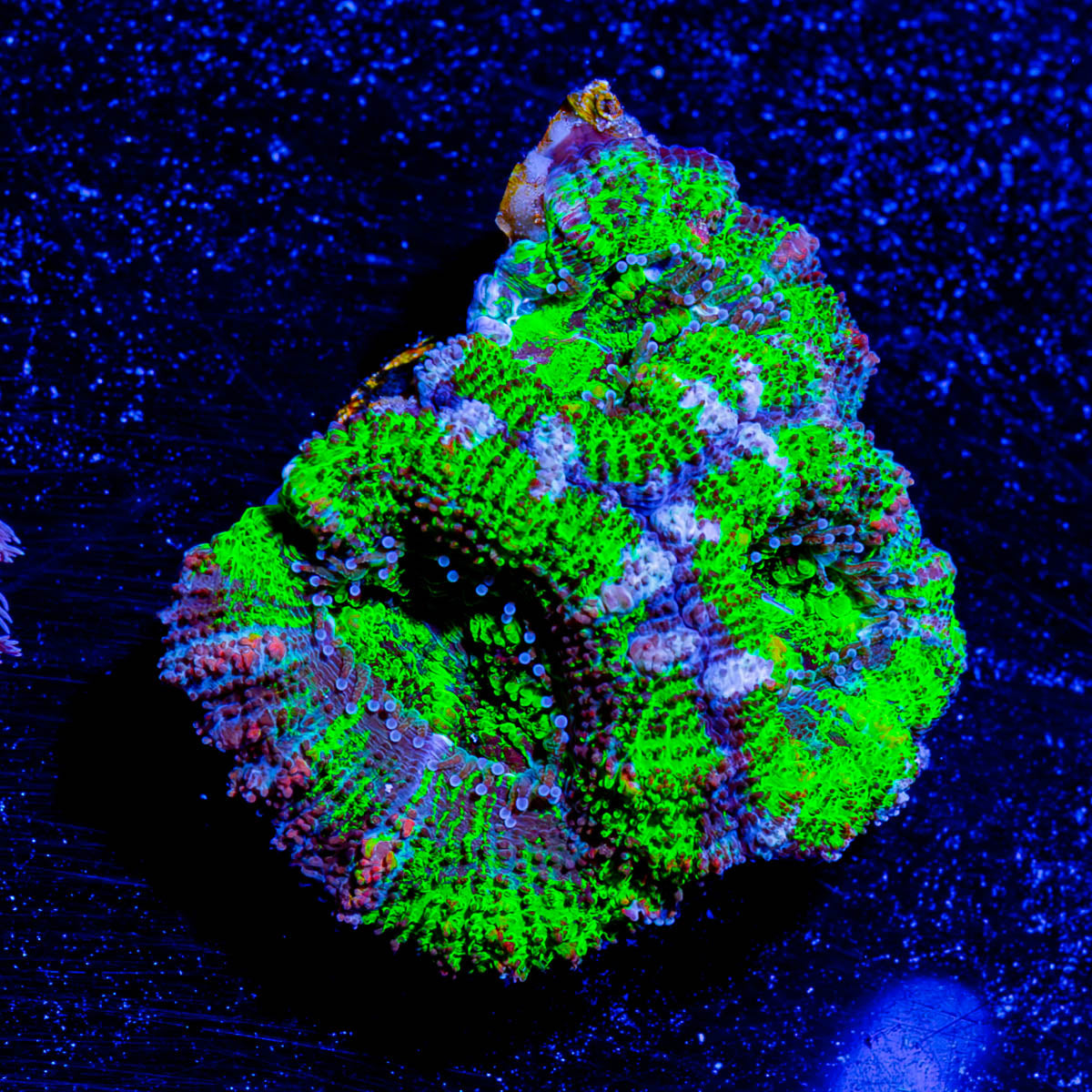 Green Micromussa / Acan 