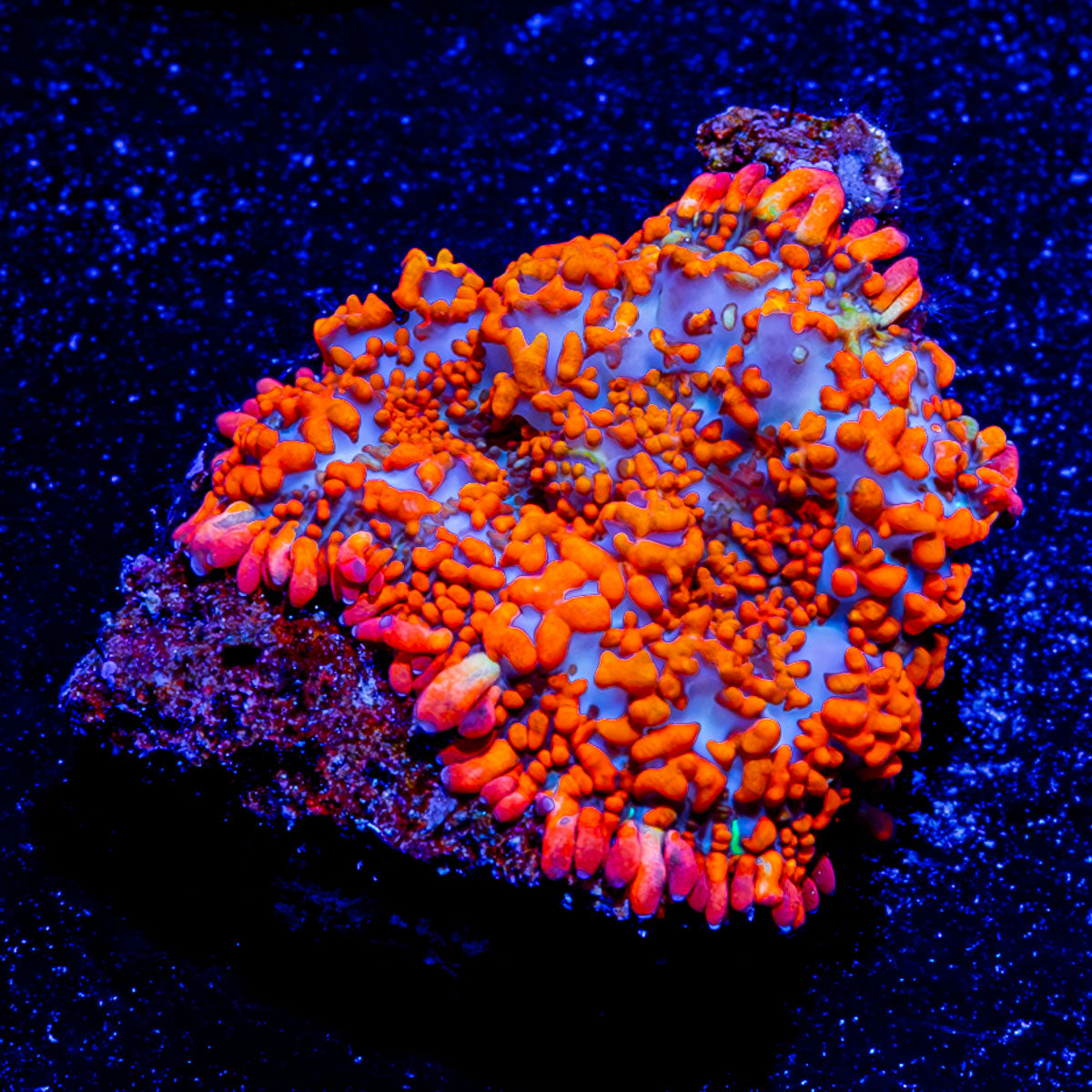Fireball mushroom Rhodactis 
