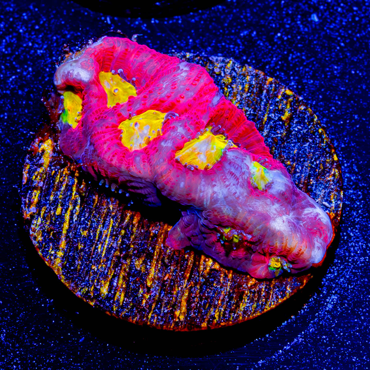 Toro Bravo Favia 