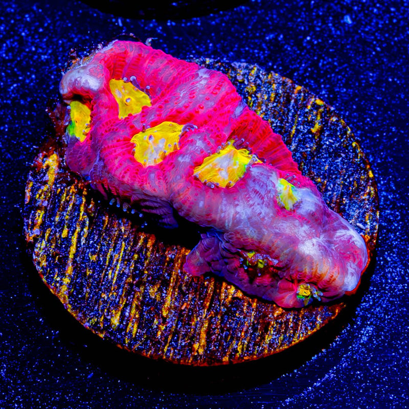 Toro Bravo Favia