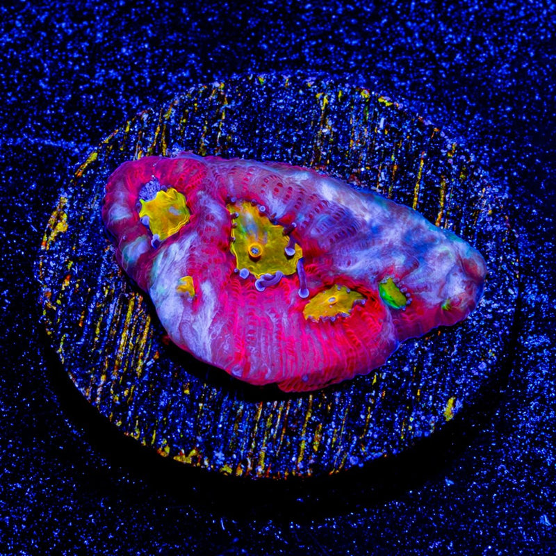 Toro Bravo Favia