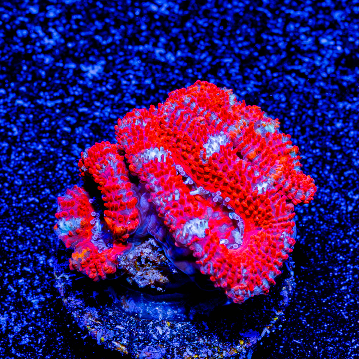 Acan/ Micromussa 