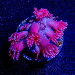Red Bull Goniopora 