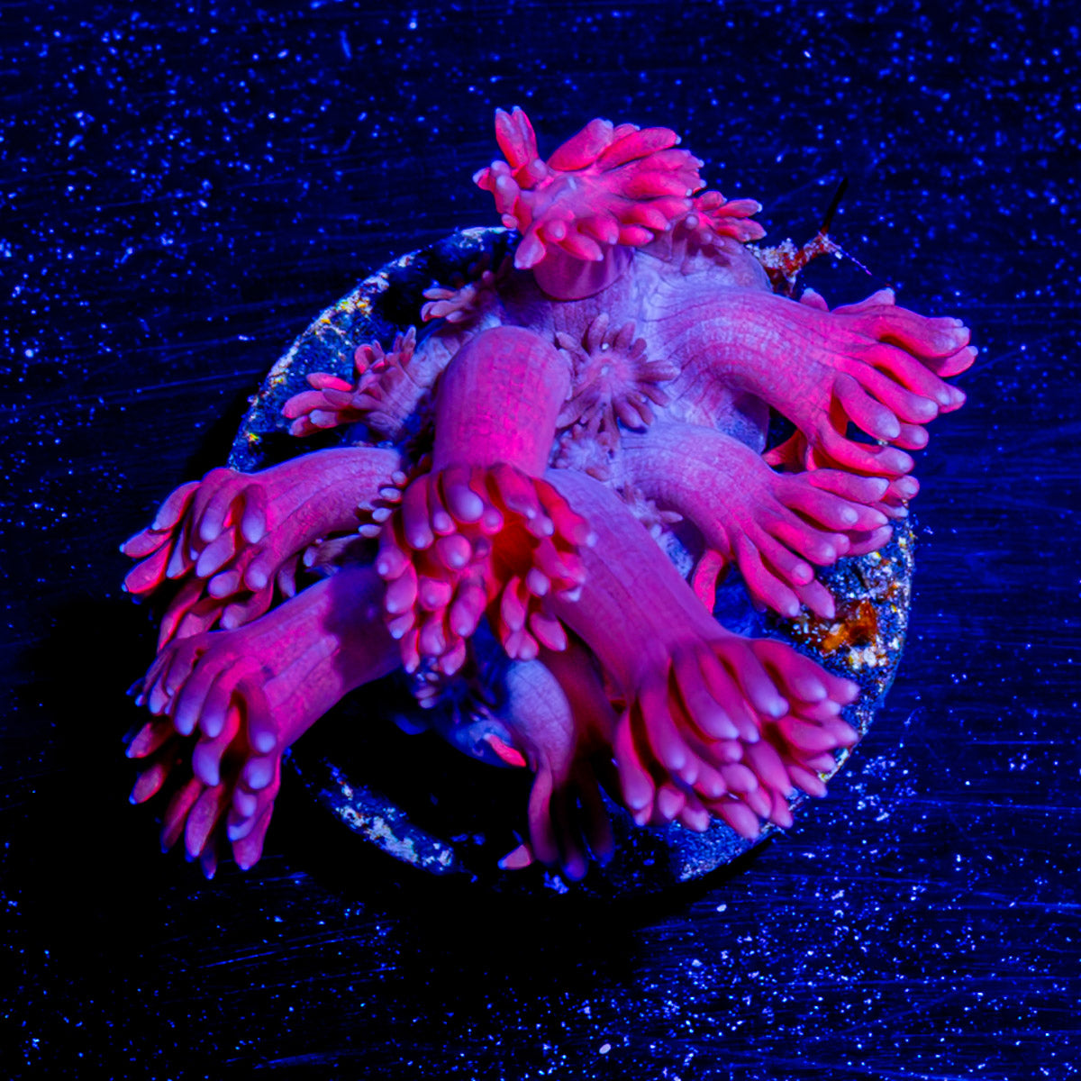Red Bull Goniopora 