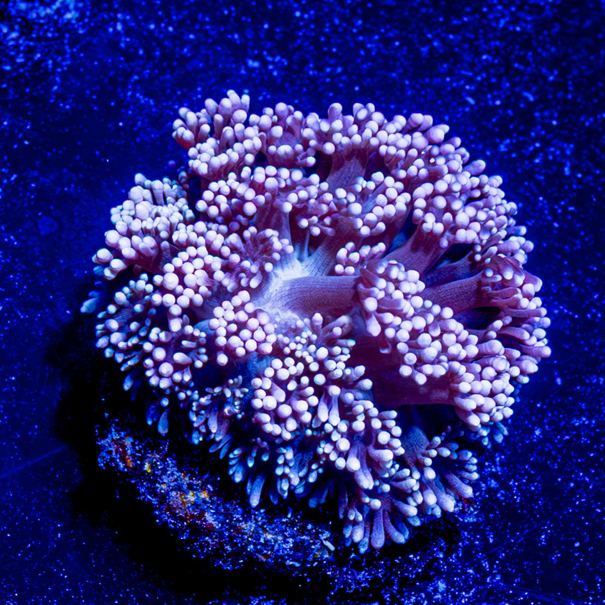 Hunch Punch Goniopora 