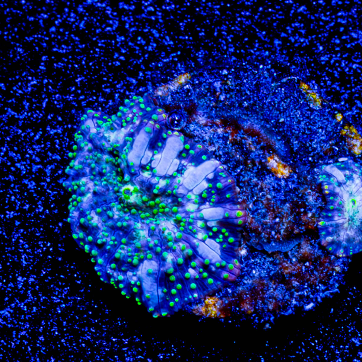 Lunar Interstellar Mushroom