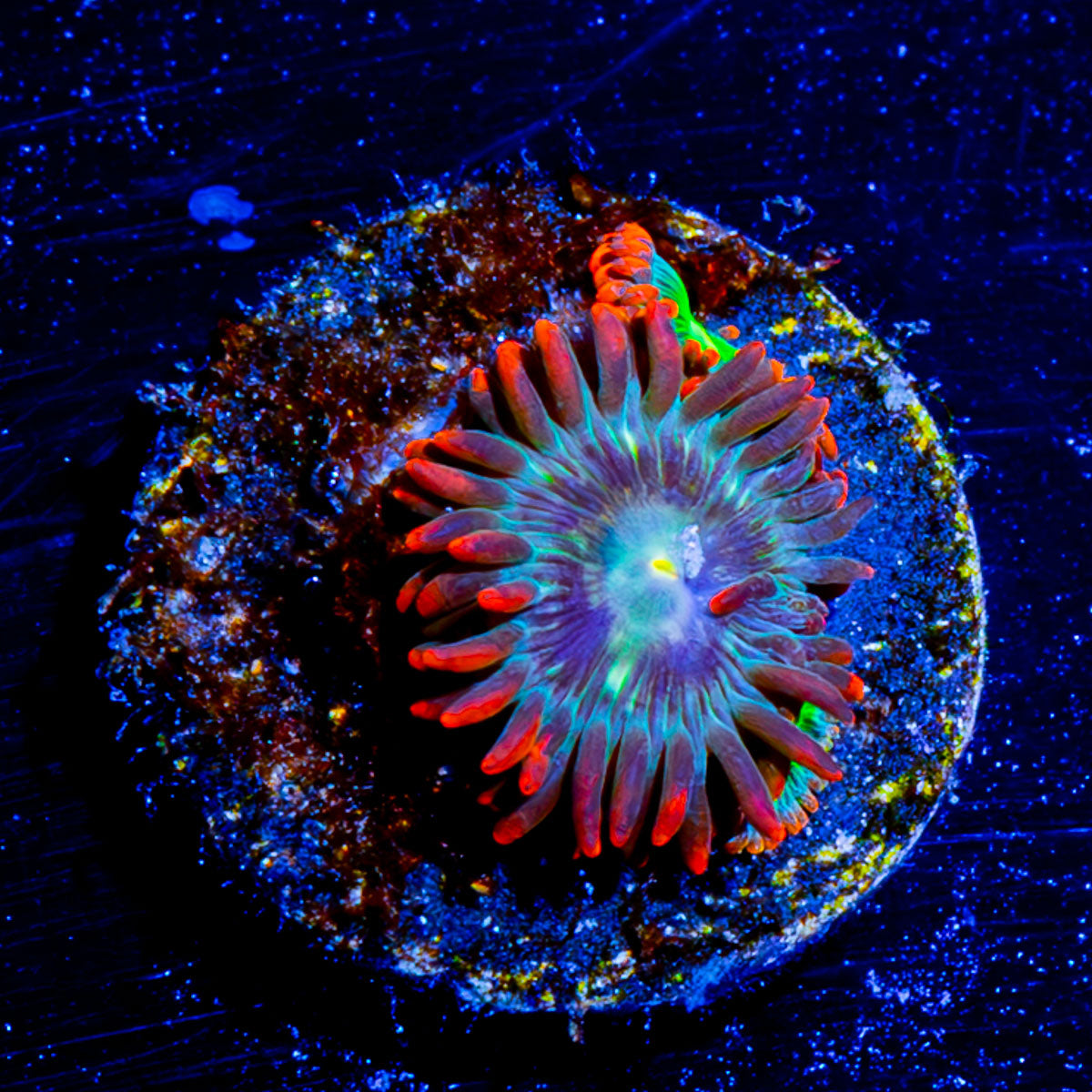 Blueberry Yum YUm Zoanthid 