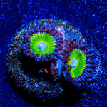 Candy Apple Green Zoanthid 