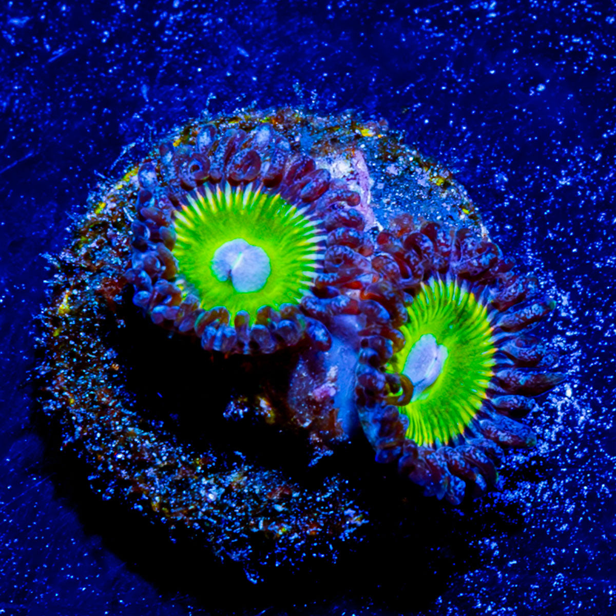 Candy Apple Green Zoanthid 