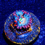 White Zombie Zoanthid 