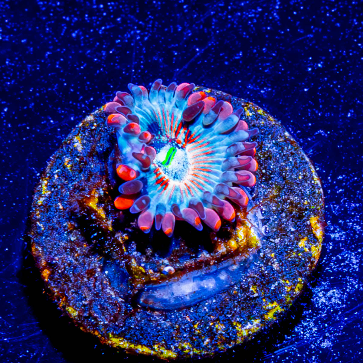 White Zombie Zoanthid 