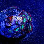 Valyrian Steel Zoanthid 