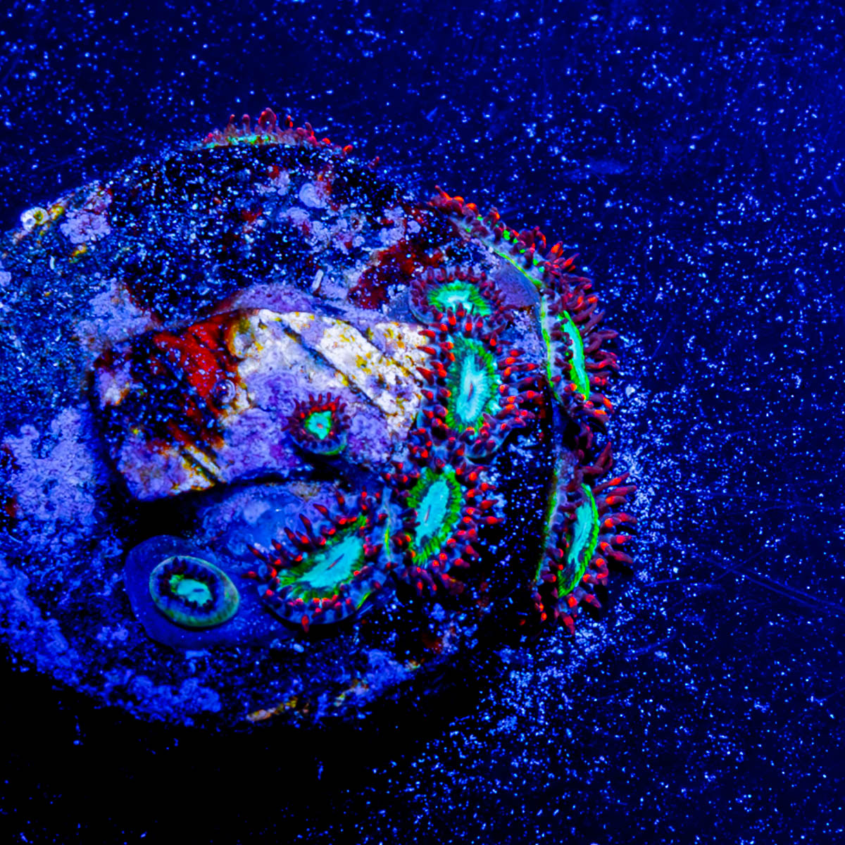 Valyrian Steel Zoanthid 