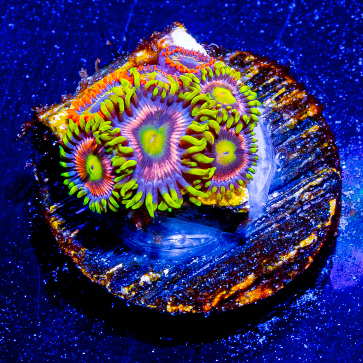 Kamikaze Zoanthid 