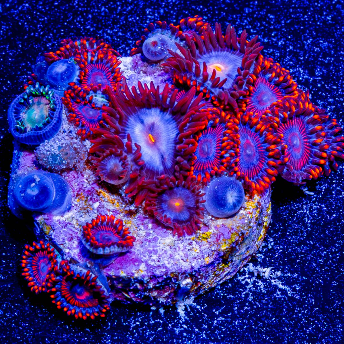 Stitch and Twizzlers Zoanthid 