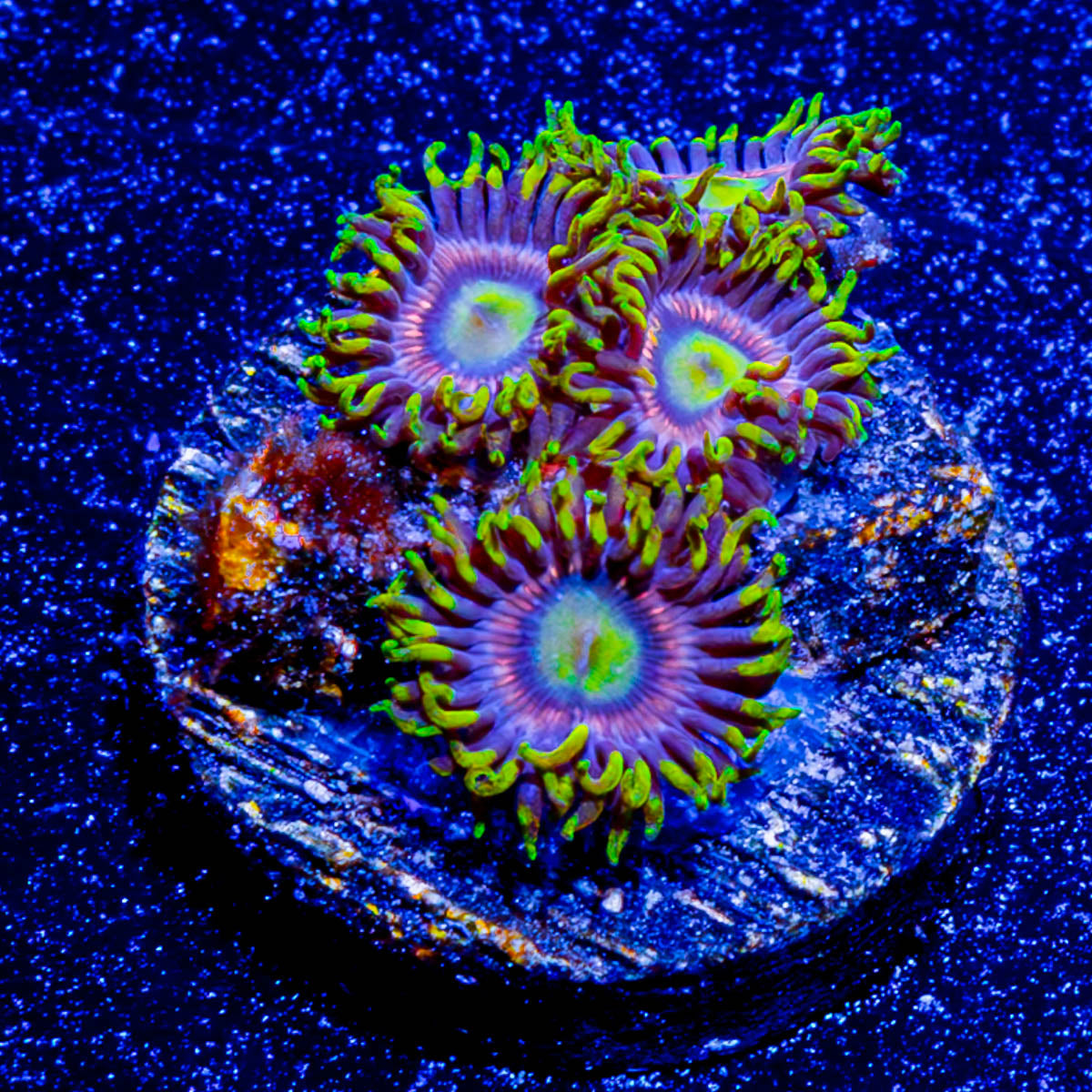 Kamikaze Zoanthid 