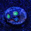 Funny D's Zoanthid 
