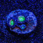 Funny D's Zoanthid 