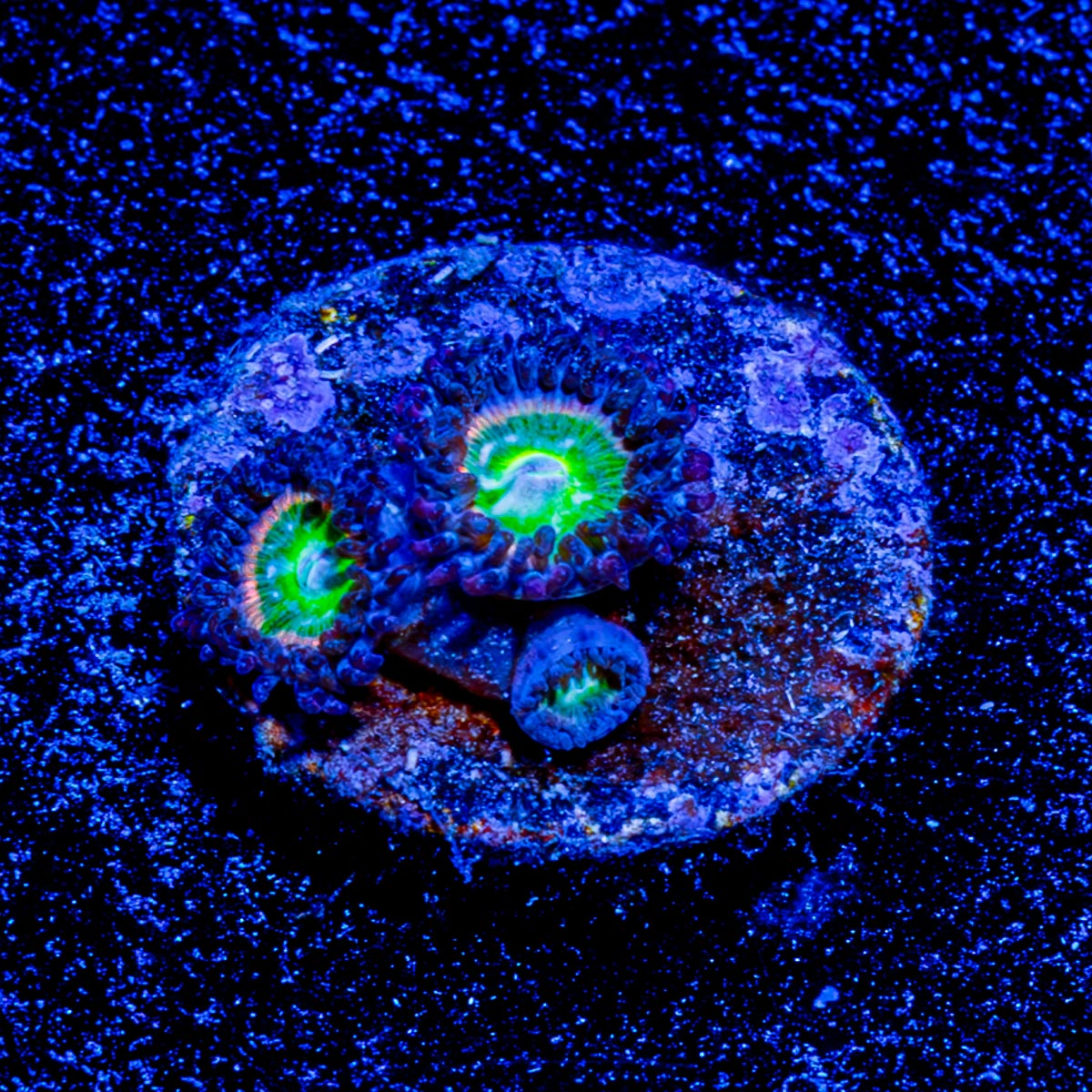 Funny D's Zoanthid 