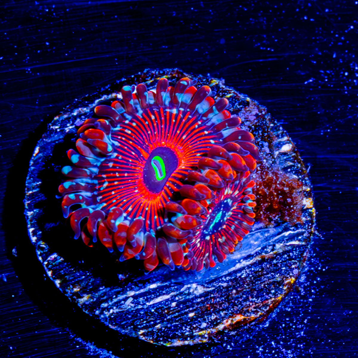 Seduction Zoanthid 