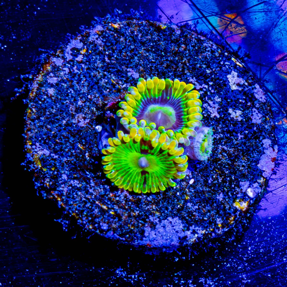 Rainbow Yoda Zoanthid 