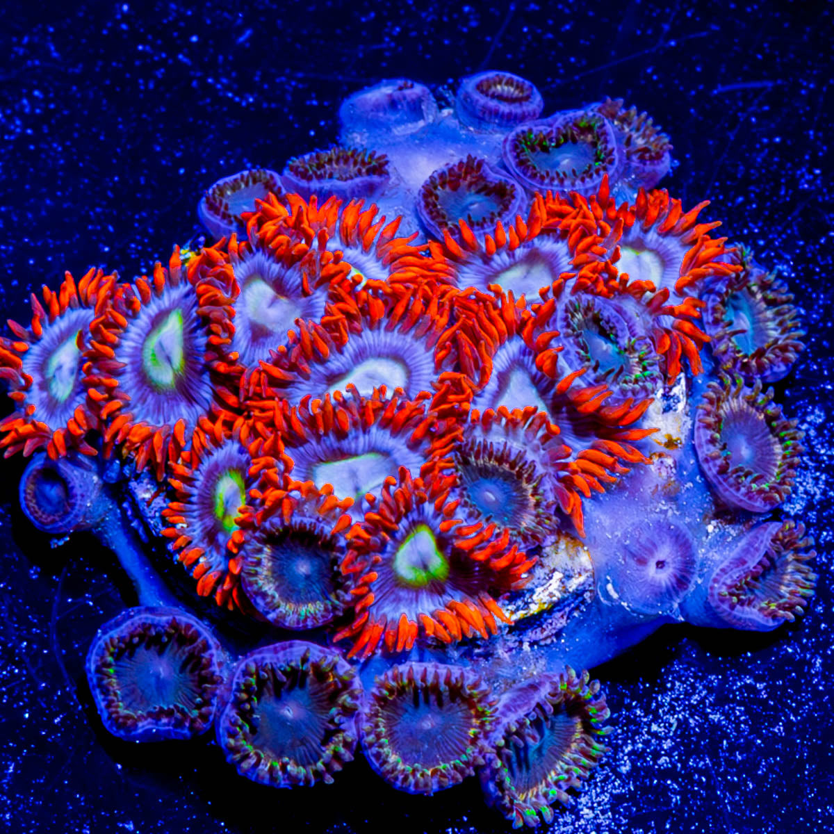 Fire and Ice Zoanthid 