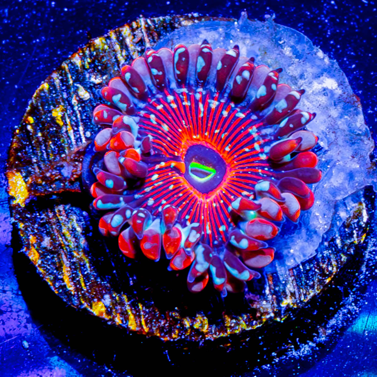 Seduction Zoanthid 