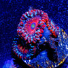 Seduction Zoanthid - riptide aquaculture llc