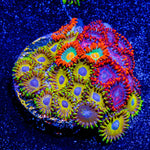 Combo Zoanthid Pikachu, twizzlers and Gatorade Zoanthid 