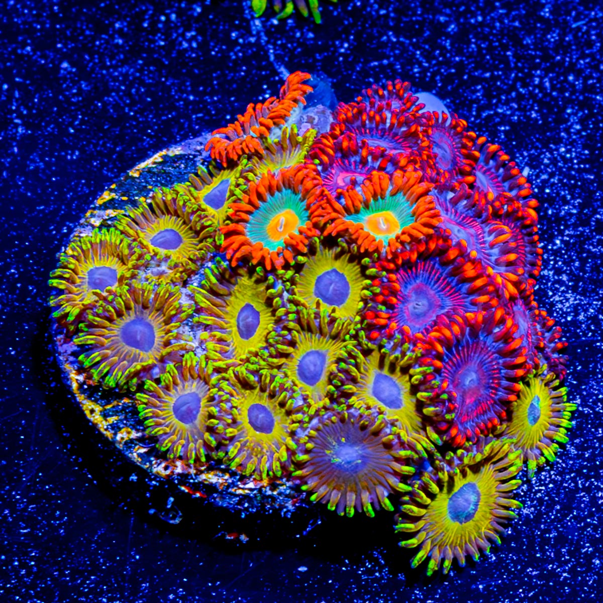 Combo Zoanthid Pikachu, twizzlers and Gatorade Zoanthid 