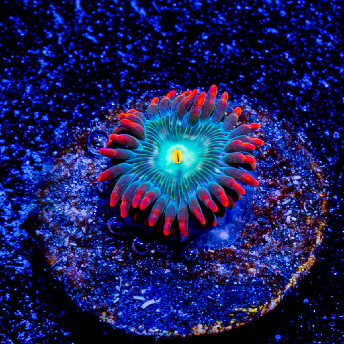 Blueberry Yum Yum Zoanthid 
