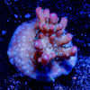 Purple Passion Acropora - riptide aquaculture llc
