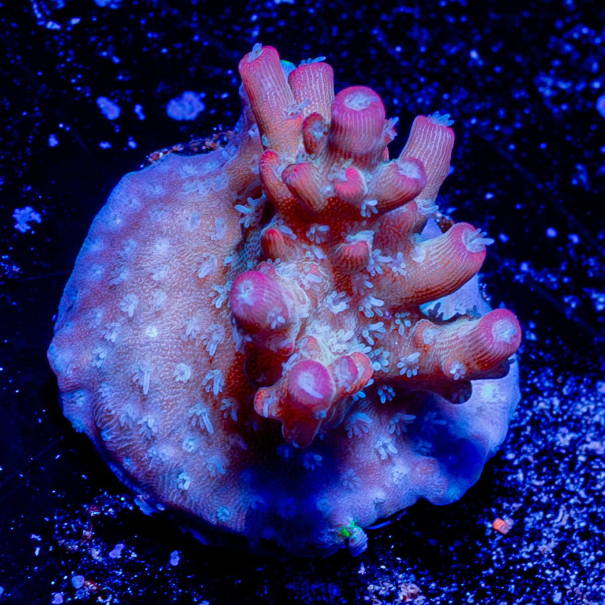 Purple Passion Acropora - riptide aquaculture llc