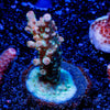 Flash Point acropora - riptide aquaculture llc
