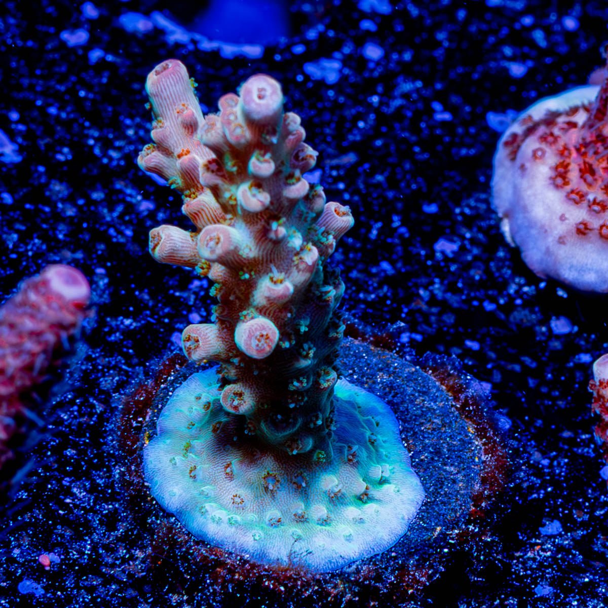 Flash Point acropora - riptide aquaculture llc