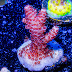 Judge Judy Milliopora - riptide aquaculture llc
