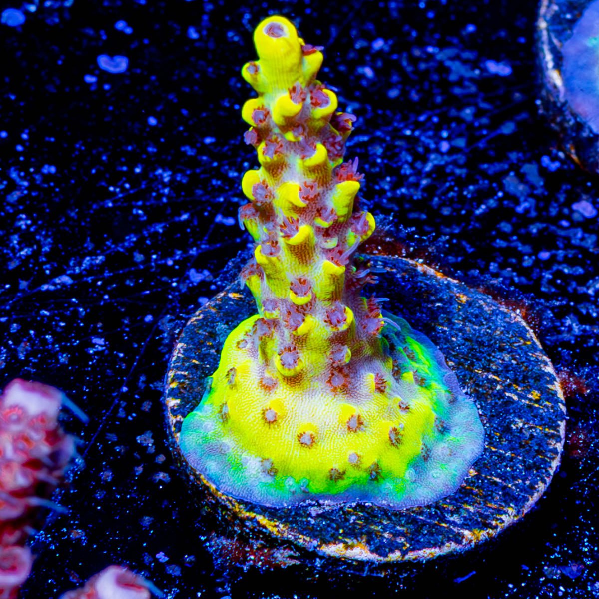 Pink Floyd Acropora - riptide aquaculture llc