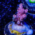 Night Furry acropora - riptide aquaculture llc