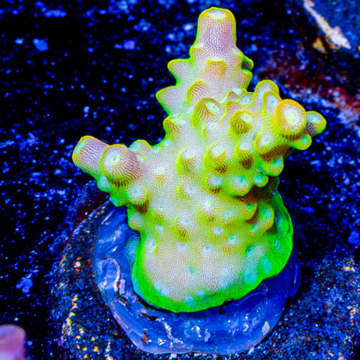 Paletta Pink Tip acropora - riptide aquaculture llc