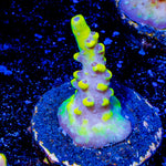 Pink Floyd Acropora - riptide aquaculture llc