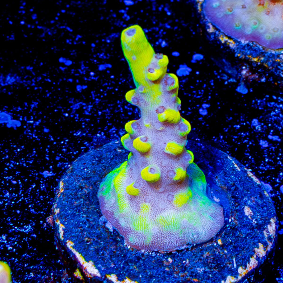 Pink Floyd Acropora - riptide aquaculture llc